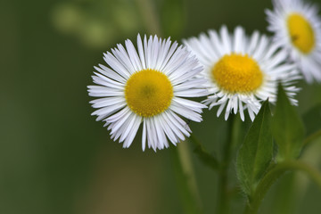 daisy in green grass