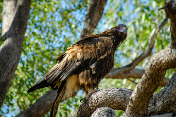 A Wedge Tail Eagle perches in a tree