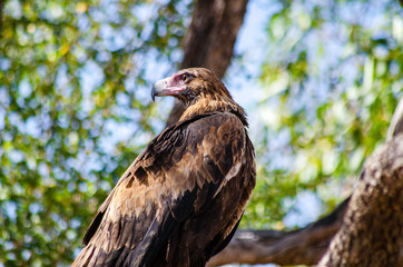 A Wedge Tail Eagle perches in a tree