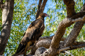 A Wedge Tail Eagle perches in a tree