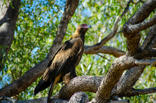 A Wedge Tail Eagle perches in a tree