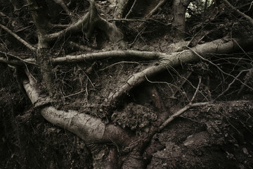 dark scary roots texture background