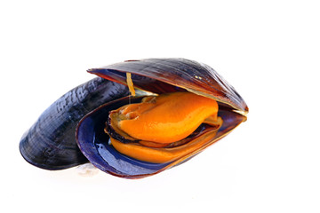 Mussels on a white background