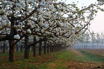 Naklejka premium Blooming pear flower, very beautiful
