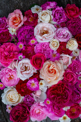pink,red, violet and white roses background