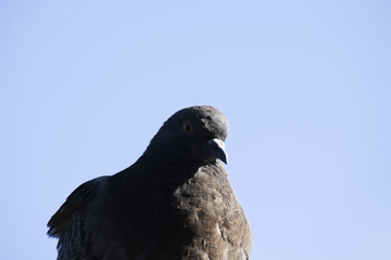Dove on seeking food. Portrait of a pigeon. Wild bird A dove sits by the water. Dove.