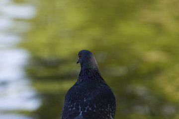 Dove on seeking food. Portrait of a pigeon. Wild bird A dove sits by the water. Dove.