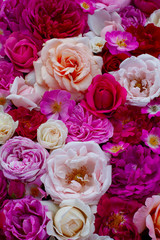 Obraz na płótnie Canvas pink,red, violet and white roses background