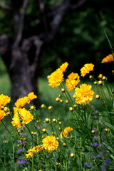 Bright yellow flowers of Rudbeckia laciniata against the background of a green garden, blurred background, selective focus.