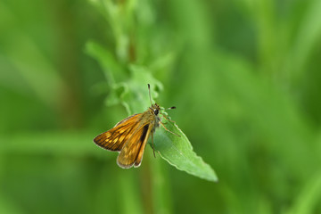 The meadow moth Loxostege sticticalis on a green blurred background