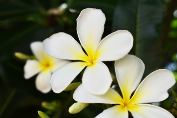 flowers frangipani plumeria