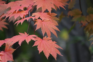 紅葉狩りドライブ
