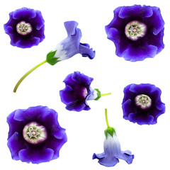 Purple viola flower isolated set on white background