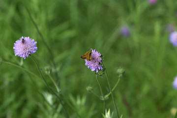 Meadow moth sucks the nectar of a flower Knautia arvensis L. on a green blurred background