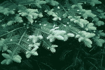 Vintage photo of branch fir-tree ( Colorado Spruce)