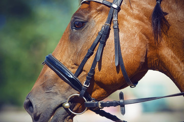 Portrait of Bay horse, dressed for dressage in the bridle, halter and snaffle in the mouth. The...