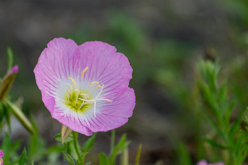 昼咲き月見草　麻機遊水地　静岡