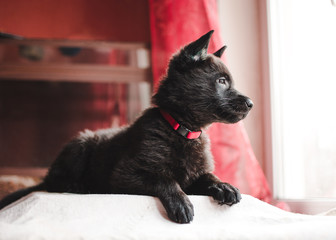 German shepherd puppy lying and looking out the window