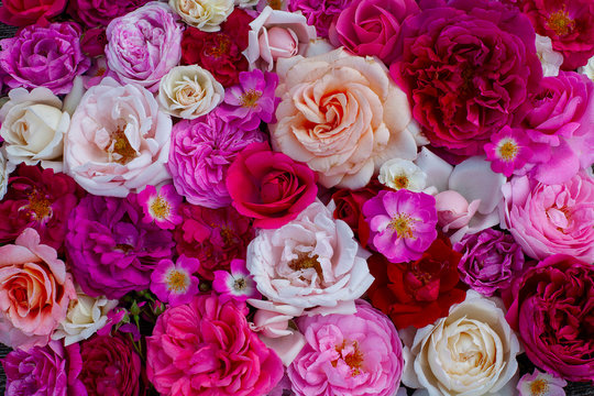 pink,red, violet and white roses background