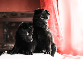 portrait of two German shepherd puppies sitting and looking at the camera