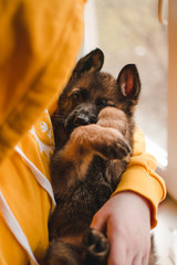 German shepherd puppy, dog, on his hands