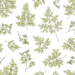 Botanical seamless pattern with Miracle Tree or Moringa oleifera leaves and flowers on white background. Floral backdrop plant used in herbalism. Realistic vector illustration in vintage style.