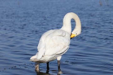 北海道 白鳥の湖３