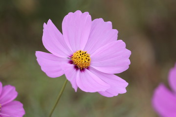 Fototapeta premium 春コスモス