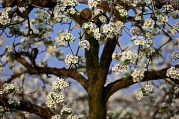 Blooming pear flower, very beautiful