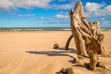 Driftwood at a beach of the Baltic Sea
