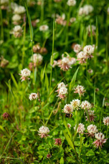 Background Image of a Clover Field With Bees