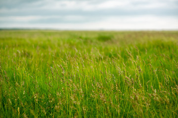 Background Image of Long Grasses Growing Wild in a Meadow