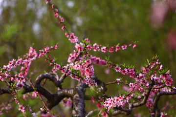 Blooming peach blossom, very beautiful