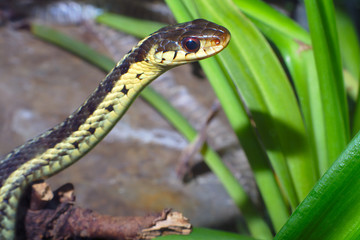 grass-snake reptile snake environment nature animal reptilian
