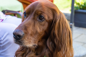 Portrait of a beautiful Irish Setter
