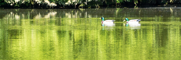 Two ducks on a pond, panorama