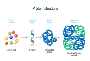 Levels of protein structure from amino acids to Complex of protein molecule. - obrazy, fototapety, plakaty