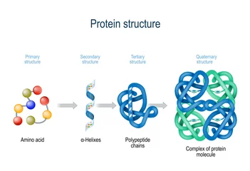 Poster Levels of protein structure from amino acids to Complex of protein molecule. © designua