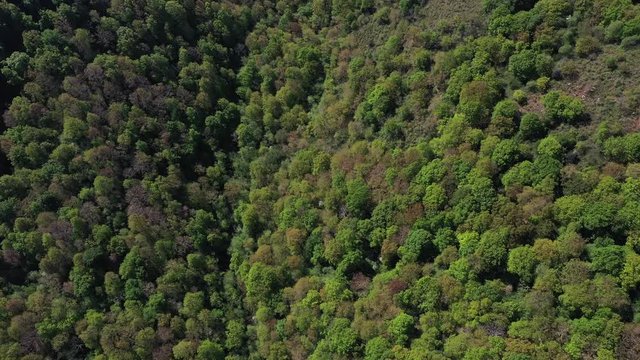 Oak forest, Springtime, Remendon forest, Guriezo Municipality, Cantabria, Spain, Europe
