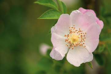 Wildrose, Heckenrose mit Freiraum, natürlich