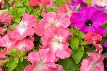 Natural floral background. The Petunia bloom. Close-up.