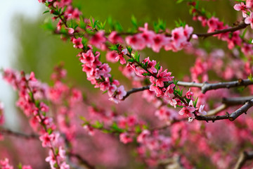 Blooming peach blossom, very beautiful