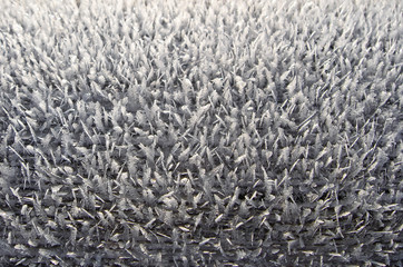 the texture of the frost ice crystal