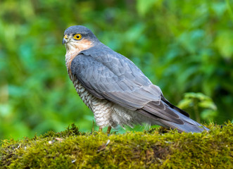 sparrow hawk