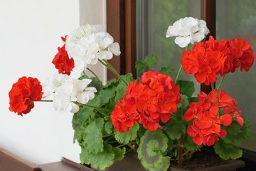 Richly blooming geranium flowers on the windows - Pelargonium Zonale