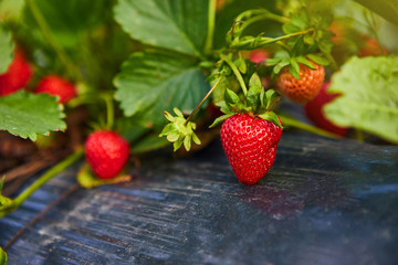 Industrial growth of fresh strawberries grown in field