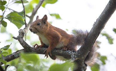 Obraz premium Squirrel on a tree