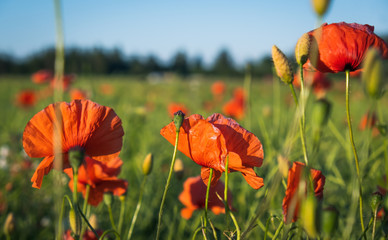 Poppy flowers on a field