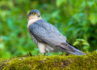 sparrow hawk