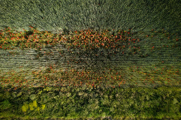 Aerial view of poppy flower field